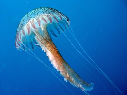medusa jellyfish in lygaria crete