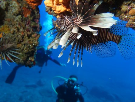diving in lygaria crete