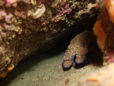 diving in lygaria crete