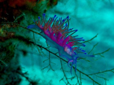 fish at mononaftis crete