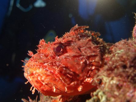 scorpion fish at mononaftis crete