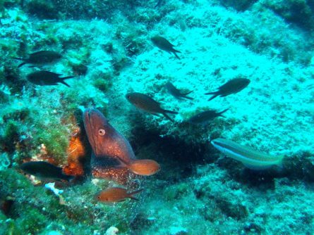 diving at neptune’s rock
