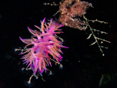 diving at neptune’s rock