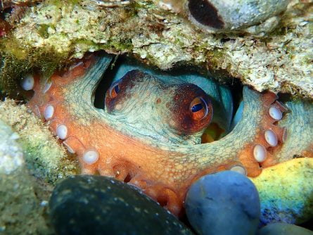 octopus at neptune’s rock
