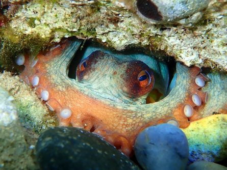 octopus at neptune’s rock