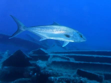 shipwreck steamboat in crete