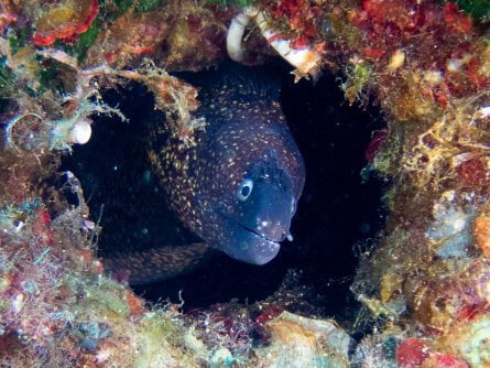 moray eel at cape stavros in crete