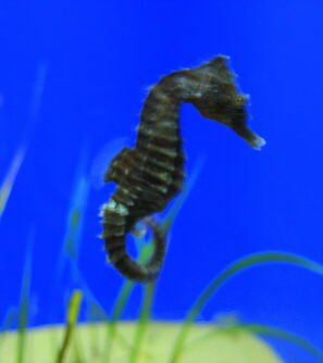 Hippocampos