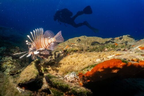 Lion fish and diver
