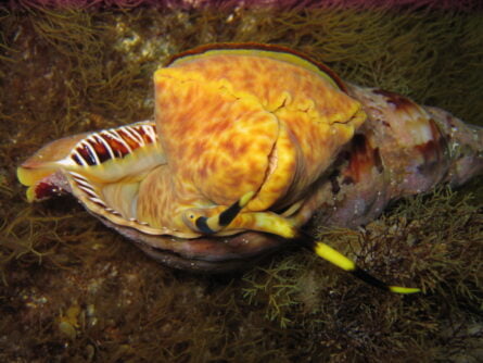 Triton Shell
